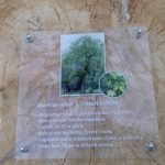 Read more about the article U Capragu informativne oznake kod visokovrijednih stabala